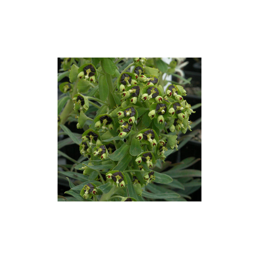 Plantes Vivaces EUPHORBIA characias 'Black Pearl' - Euphorbe en vente - Pépinière Lepage .