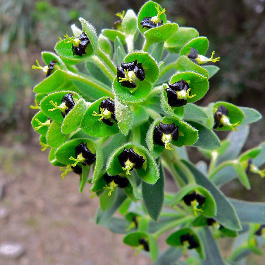 Plantes Vivaces EUPHORBIA characias 'Black Pearl' - Euphorbe en vente - Pépinière Lepage .