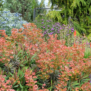 EUPHORBIA characias 'Galaxy Glow' ®