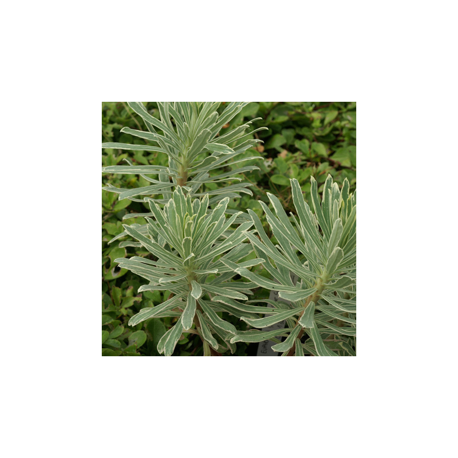 Plantes Vivaces EUPHORBIA characias 'Silver Swam' ® - Euphorbe en vente - Pépinière Lepage .
