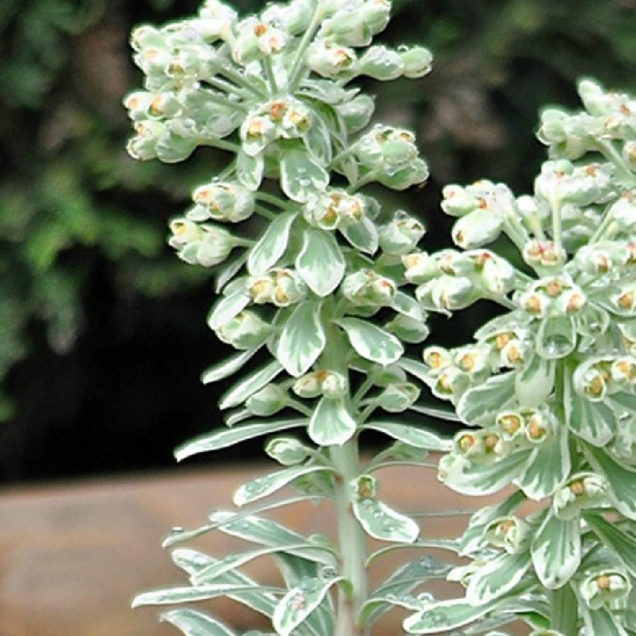 Plantes Vivaces EUPHORBIA characias 'Silver Swam' ® - Euphorbe en vente - Pépinière Lepage .