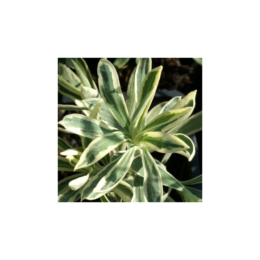 Plantes Vivaces EUPHORBIA characias 'Tasmanian Tiger' - Euphorbe en vente - Pépinière Lepage .