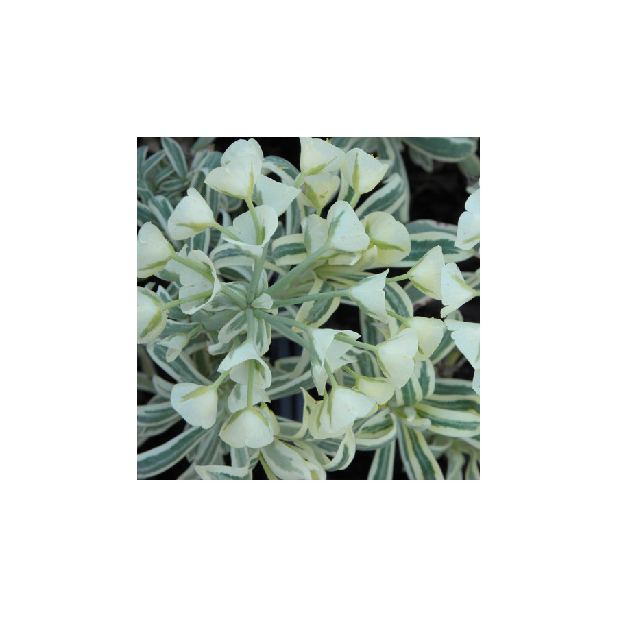 Plantes Vivaces EUPHORBIA characias 'Tasmanian Tiger' - Euphorbe en vente - Pépinière Lepage .