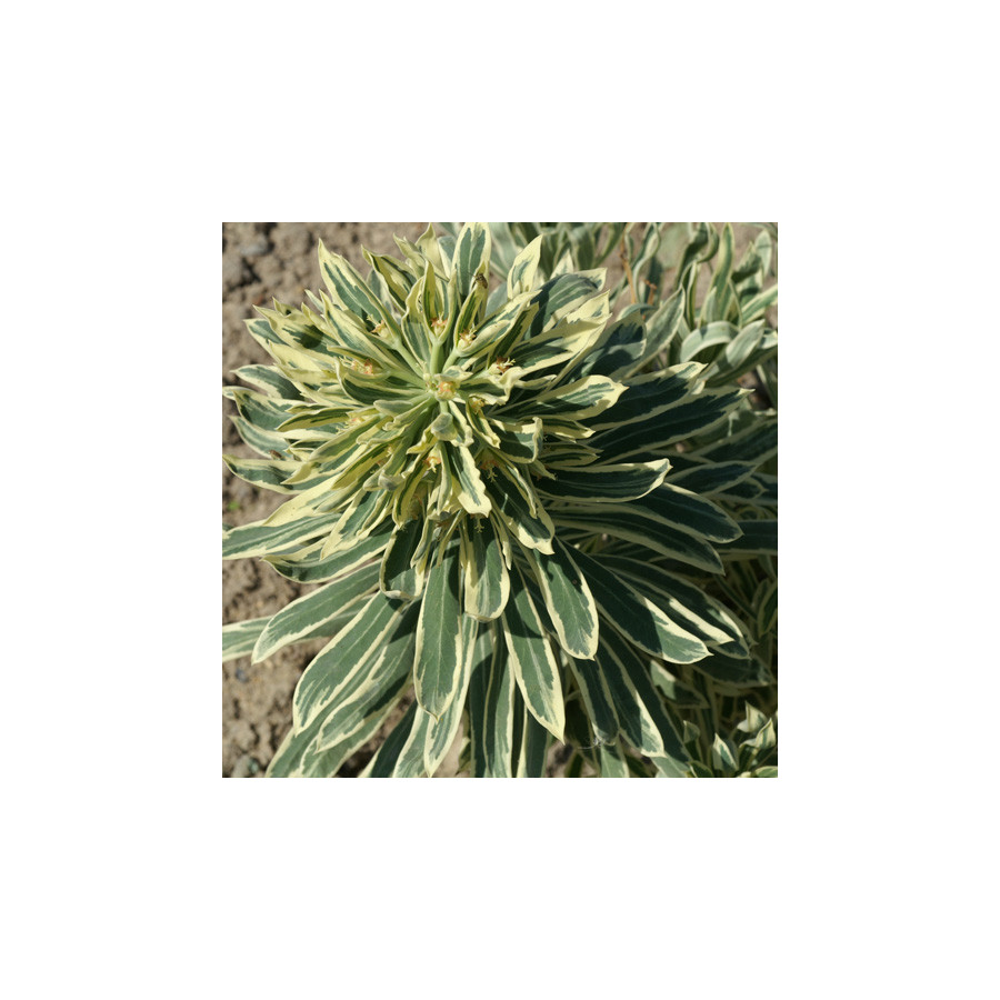 Plantes Vivaces EUPHORBIA characias 'Tasmanian Tiger' - Euphorbe en vente - Pépinière Lepage .