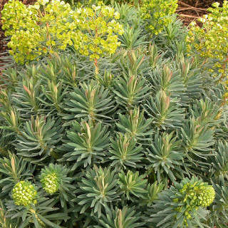 plantes-vivaces-euphorbia-characias-ssp-wulfenii-euphorbe-en-vente-pepiniere-lepage-