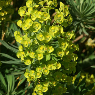 Plantes Vivaces EUPHORBIA characias ssp. wulfenii - Euphorbe en vente - Pépinière Lepage .