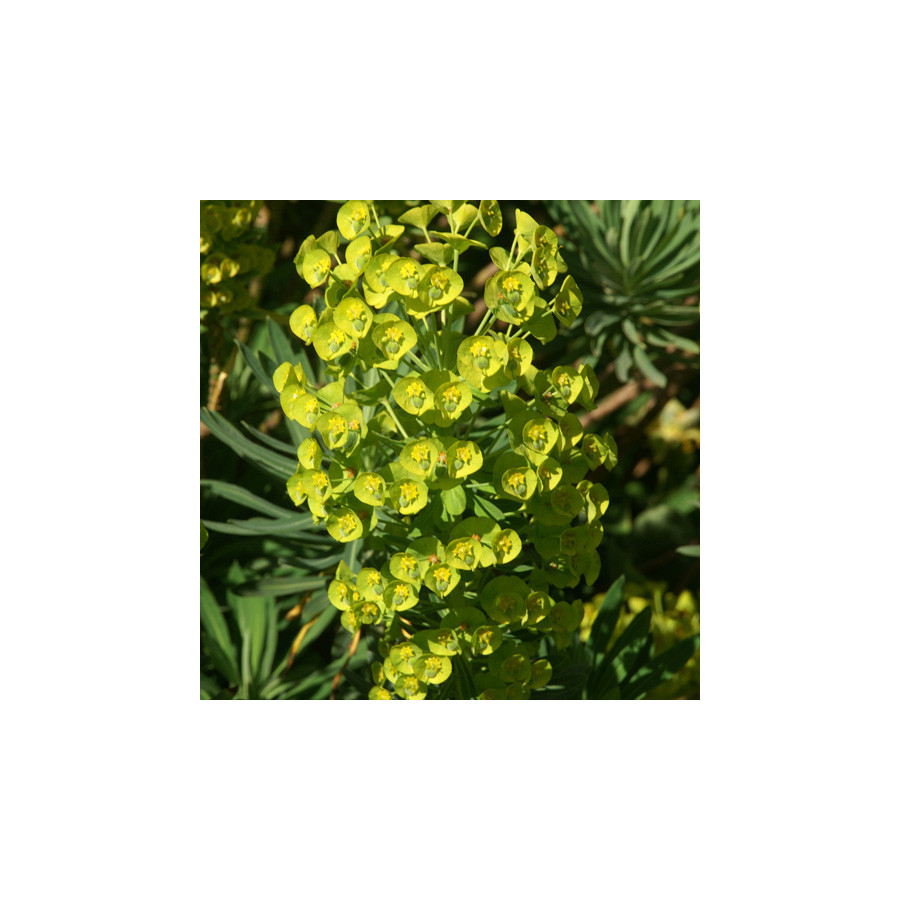 Plantes Vivaces EUPHORBIA characias ssp. wulfenii - Euphorbe en vente - Pépinière Lepage .