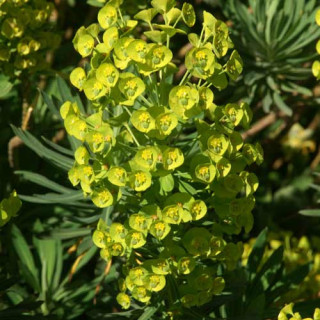 plantes-vivaces-euphorbia-characias-ssp-wulfenii-shorty-euphorbe-en-vente-pepiniere-lepage-