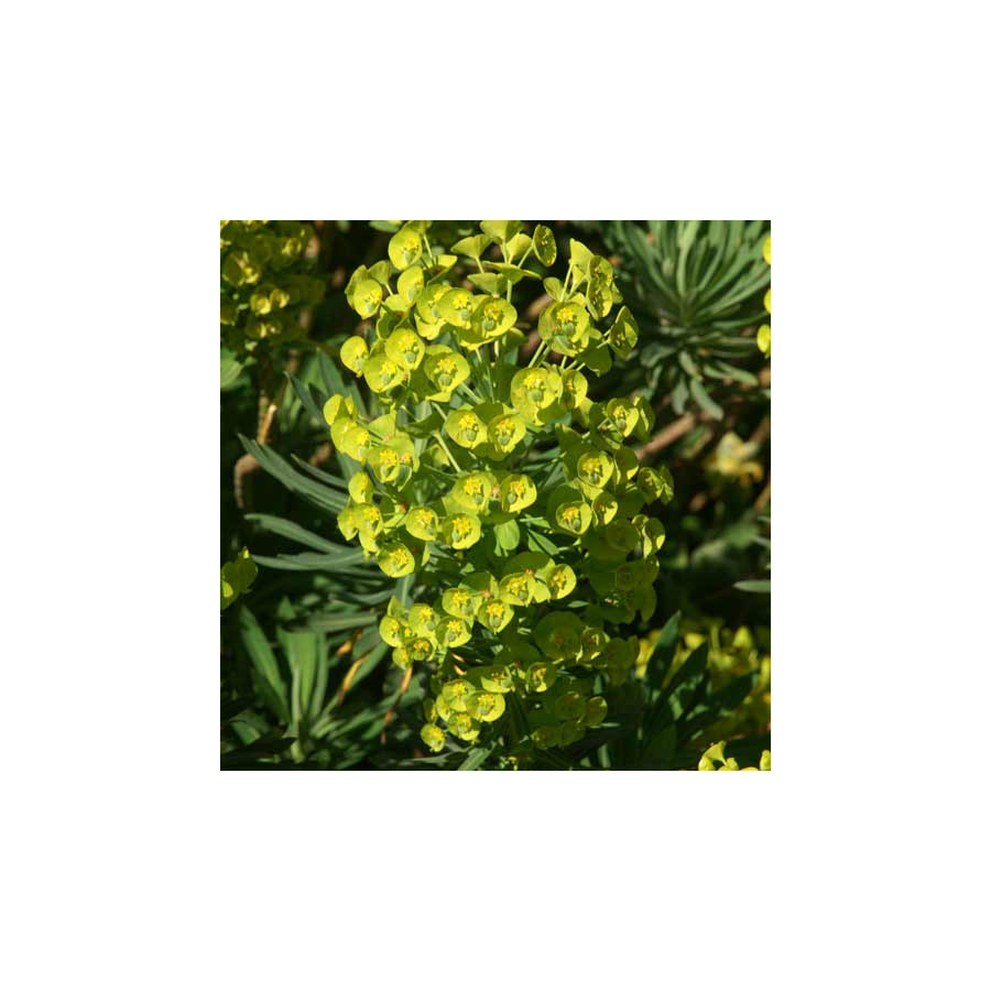 Plantes Vivaces EUPHORBIA characias ssp. wulfenii 'Shorty' - Euphorbe en vente - Pépinière Lepage .
