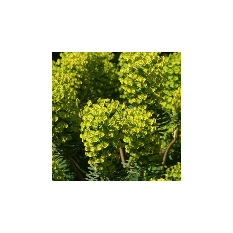 Plantes Vivaces EUPHORBIA characias ssp. wulfenii 'Shorty' - Euphorbe en vente - Pépinière Lepage .