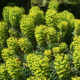 Plantes Vivaces EUPHORBIA characias ssp. wulfenii 'Shorty' - Euphorbe en vente - Pépinière Lepage .