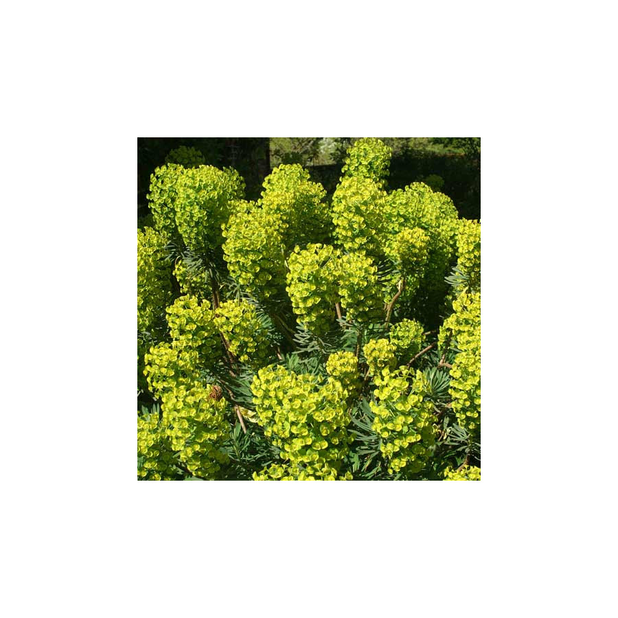 Plantes Vivaces EUPHORBIA characias ssp. wulfenii 'Shorty' - Euphorbe en vente - Pépinière Lepage .