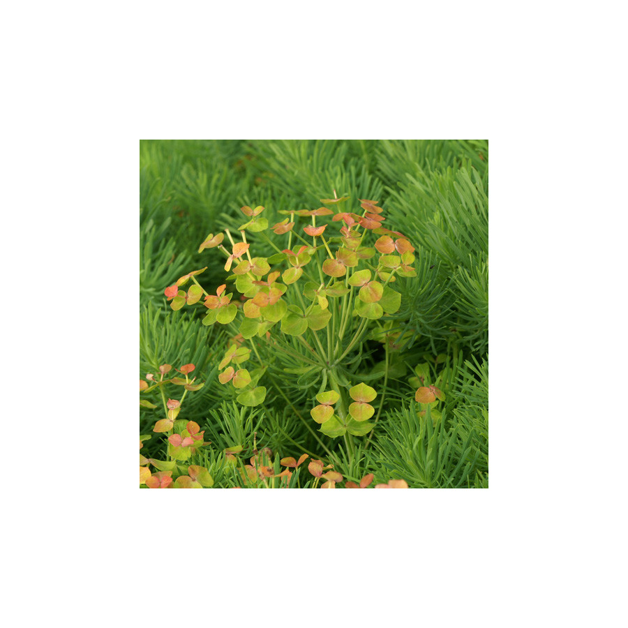 Plantes Vivaces EUPHORBIA cyparissias - Euphorbe faux cyprès en vente - Pépinière Lepage .