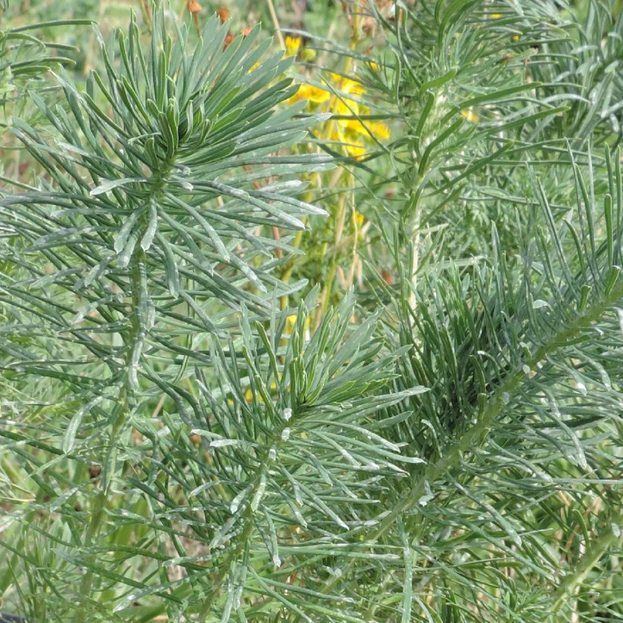 EUPHORBIA cyparissias 'Betten'