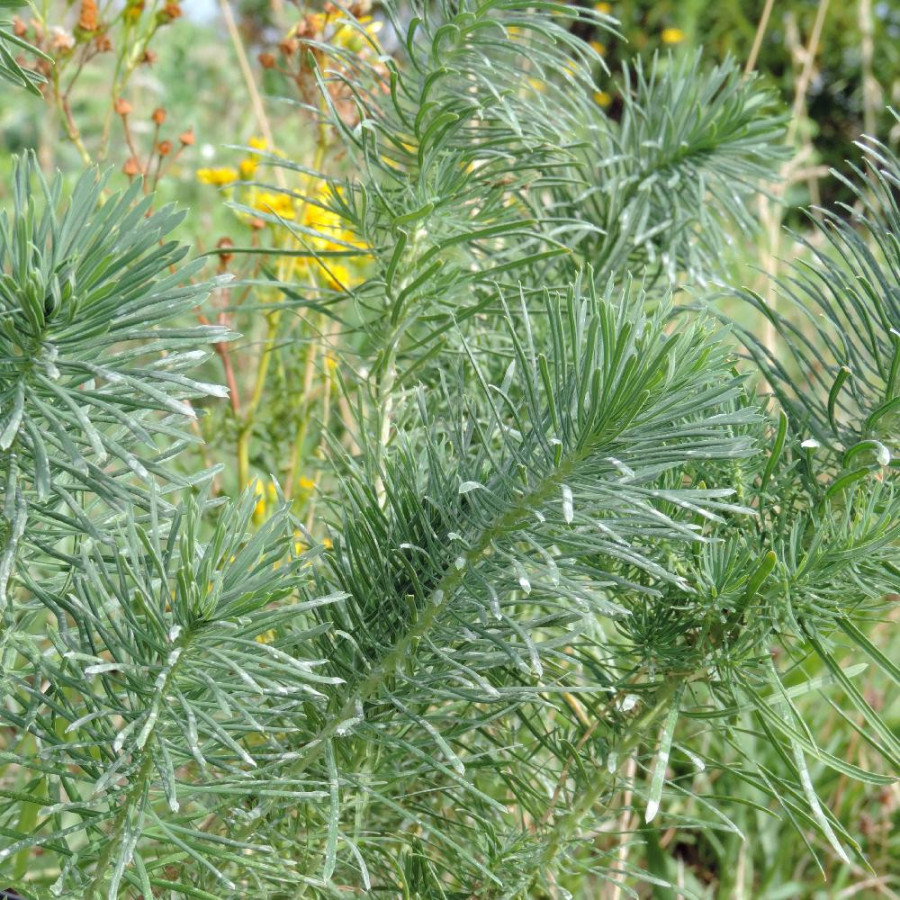 EUPHORBIA cyparissias 'Betten'
