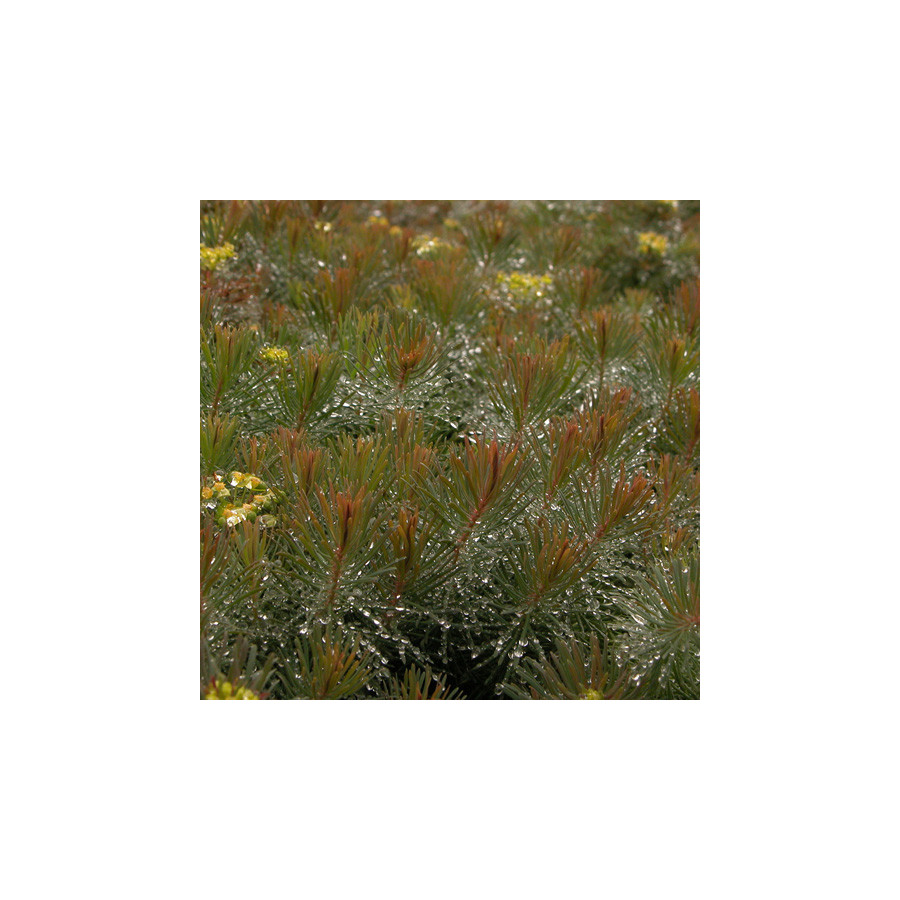 Plantes Vivaces EUPHORBIA cyparissias 'Clarice Howard' - Euphorbe faux cyprès en vente - Pépinière Lepage .