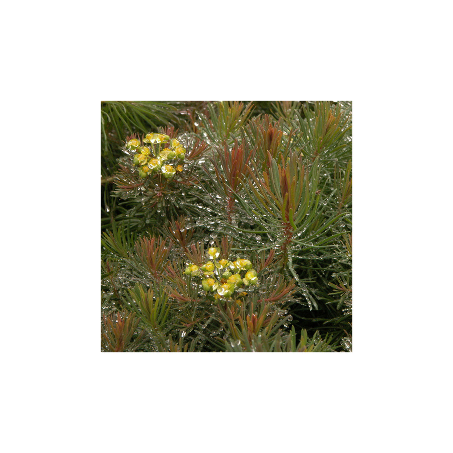 Plantes Vivaces EUPHORBIA cyparissias 'Clarice Howard' - Euphorbe faux cyprès en vente - Pépinière Lepage .