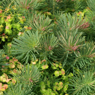 Plantes Vivaces EUPHORBIA cyparissias 'Clarice Howard' - Euphorbe faux cyprès en vente - Pépinière Lepage .