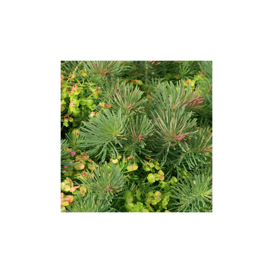 Plantes Vivaces EUPHORBIA cyparissias 'Clarice Howard' - Euphorbe faux cyprès en vente - Pépinière Lepage .