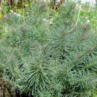 EUPHORBIA cyparissias 'Fens Ruby'