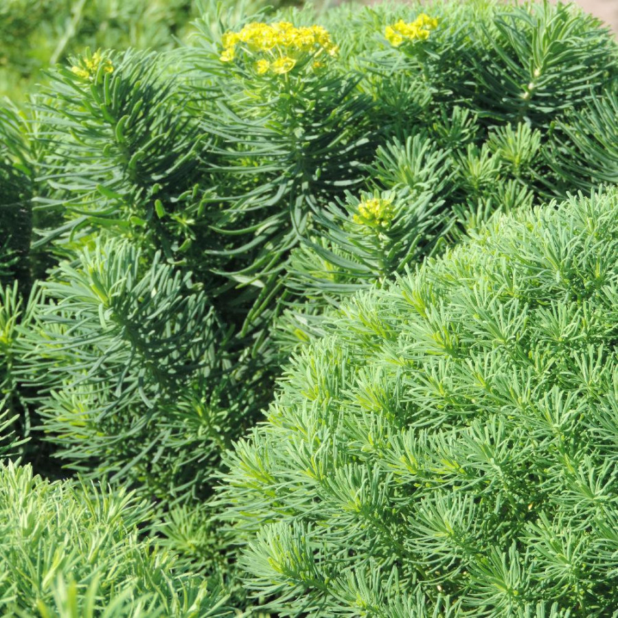 Plantes Vivaces EUPHORBIA cyparissias 'Tall Boy' - Euphorbe faux cyprès en vente - Pépinière Lepage .