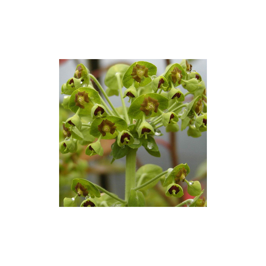 Plantes Vivaces EUPHORBIA martini - Euphorbe de Martin en vente - Pépinière Lepage .