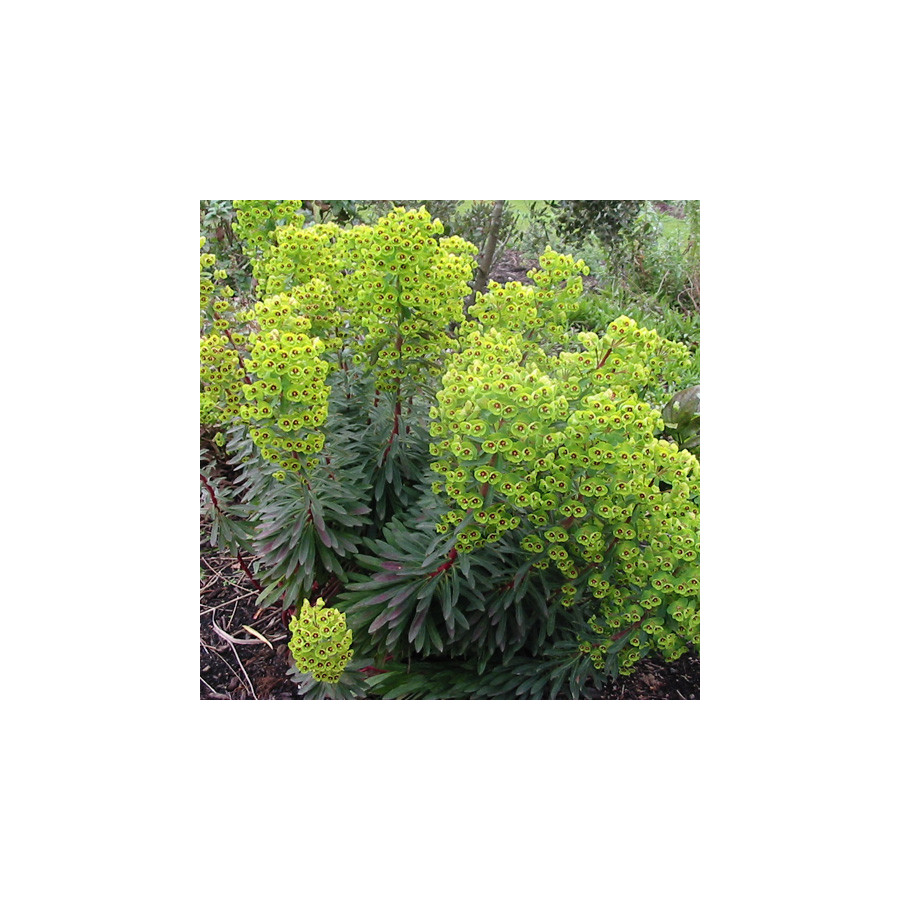 Plantes Vivaces EUPHORBIA martini - Euphorbe de Martin en vente - Pépinière Lepage .