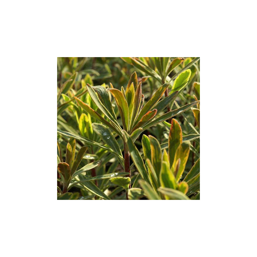 Plantes Vivaces EUPHORBIA martini 'Ascot Rainbow' ® - Euphorbe de Martin en vente - Pépinière Lepage .