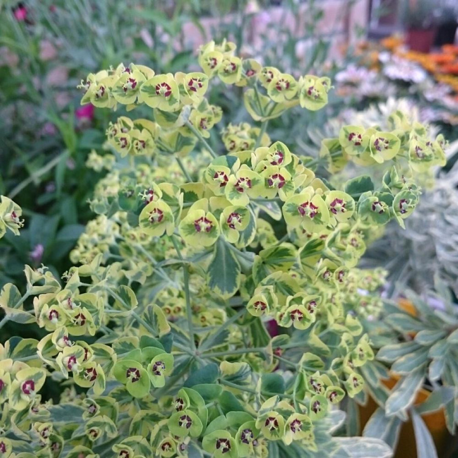 Plantes Vivaces EUPHORBIA martini 'Ascot Rainbow' ® - Euphorbe de Martin en vente - Pépinière Lepage .
