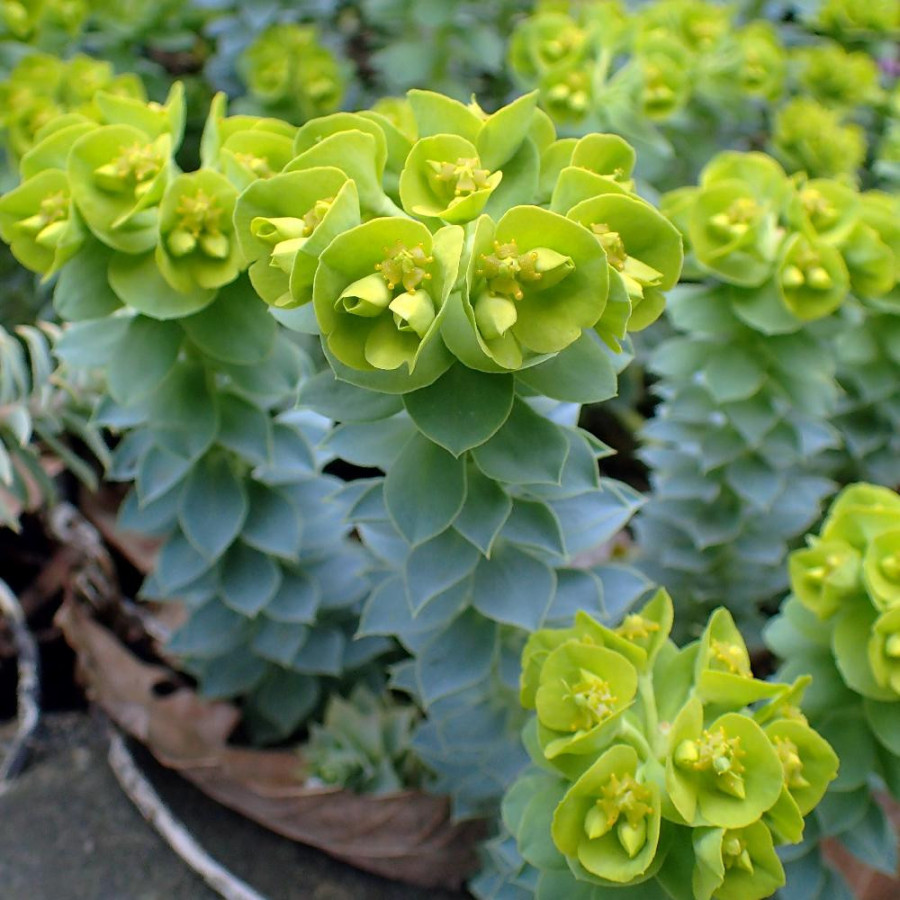 Plantes Vivaces EUPHORBIA myrsinites - Euphorbe de Corse en vente - Pépinière Lepage .