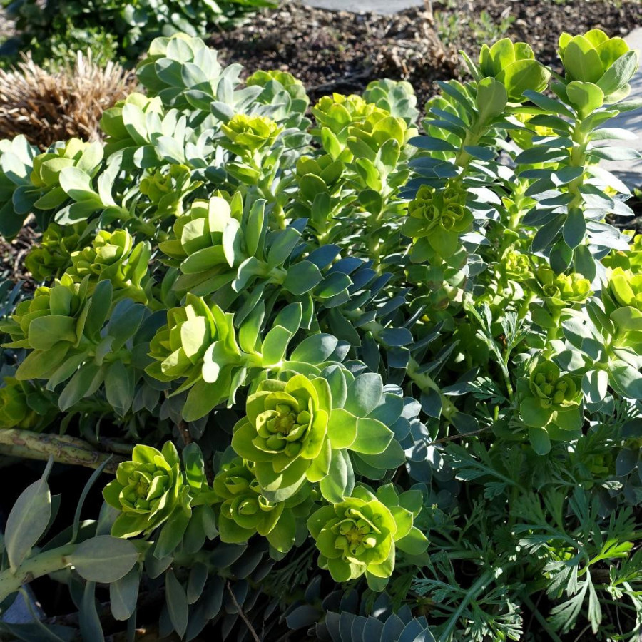 Plantes Vivaces EUPHORBIA myrsinites - Euphorbe de Corse en vente - Pépinière Lepage .