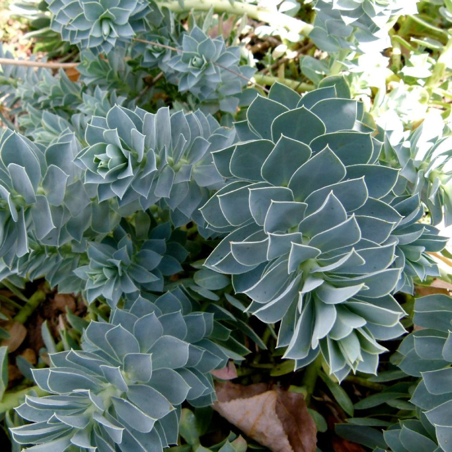 Plantes Vivaces EUPHORBIA myrsinites - Euphorbe de Corse en vente - Pépinière Lepage .