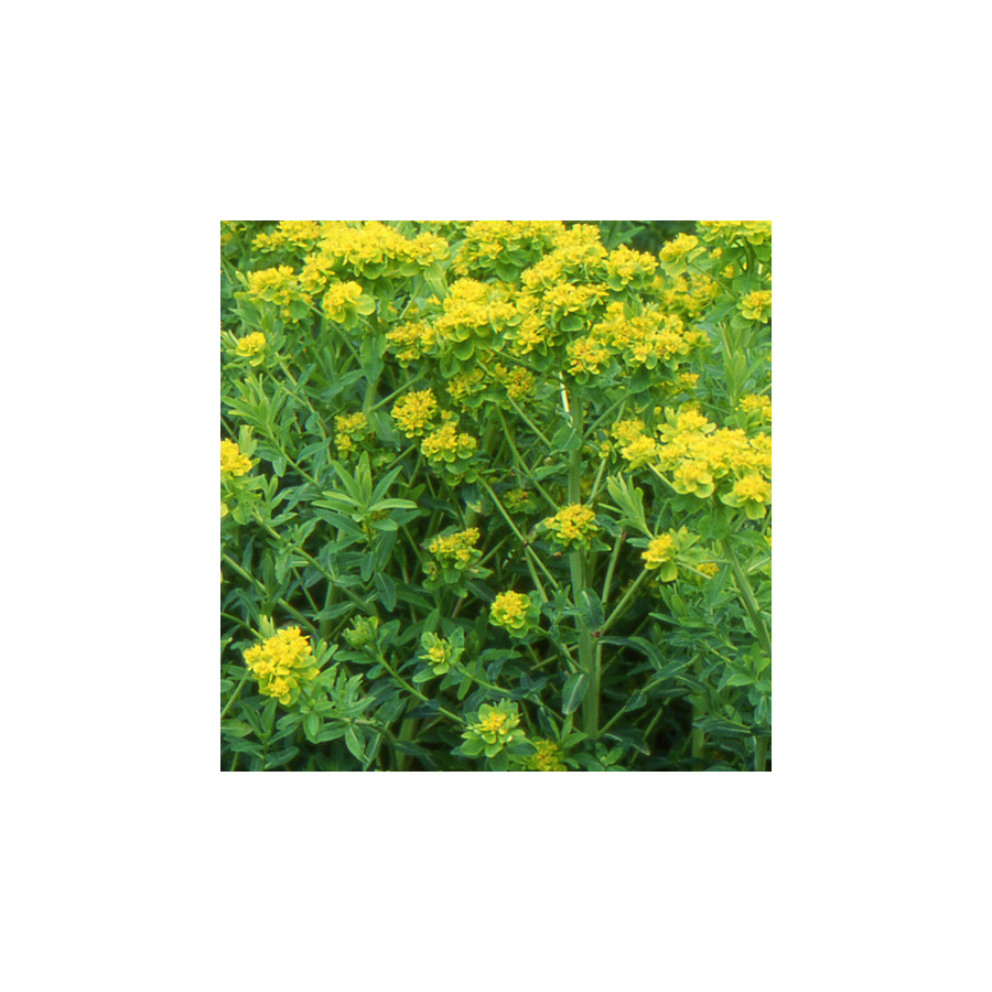 Plantes Vivaces EUPHORBIA palustris - Euphorbe des marais en vente - Pépinière Lepage .