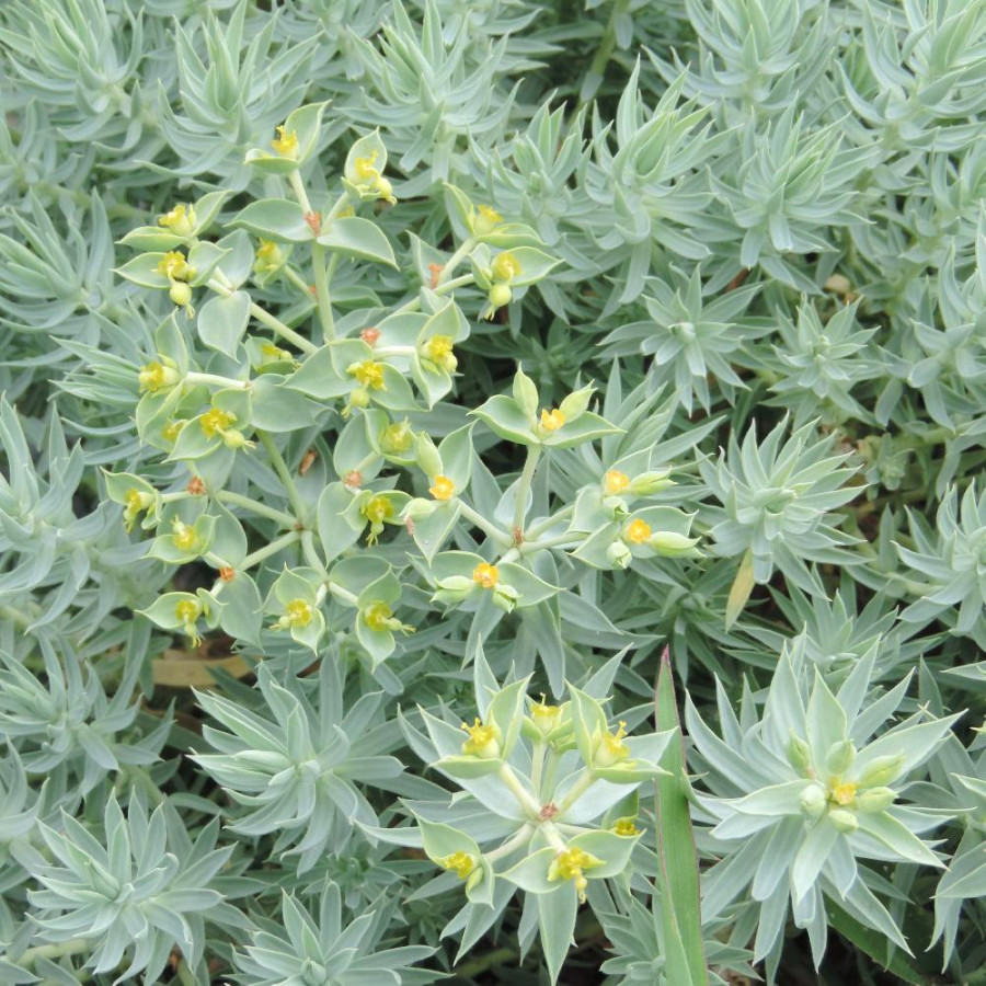 Plantes Vivaces EUPHORBIA pithyusa - Euphorbe des Baléares en vente - Pépinière Lepage .