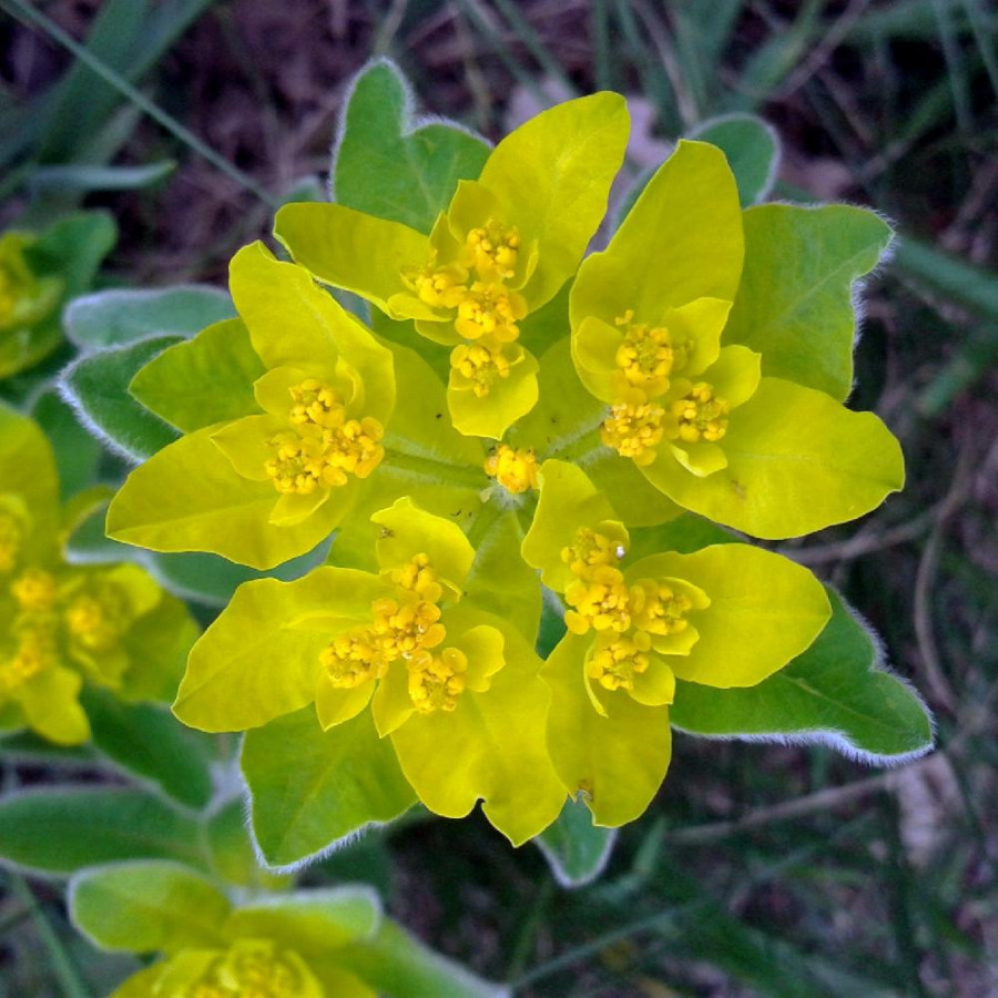 Plantes Vivaces EUPHORBIA polychroma  - Euphorbe polychrome en vente - Pépinière Lepage .