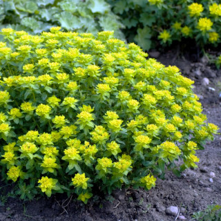 Plantes Vivaces EUPHORBIA polychroma  - Euphorbe polychrome en vente - Pépinière Lepage .