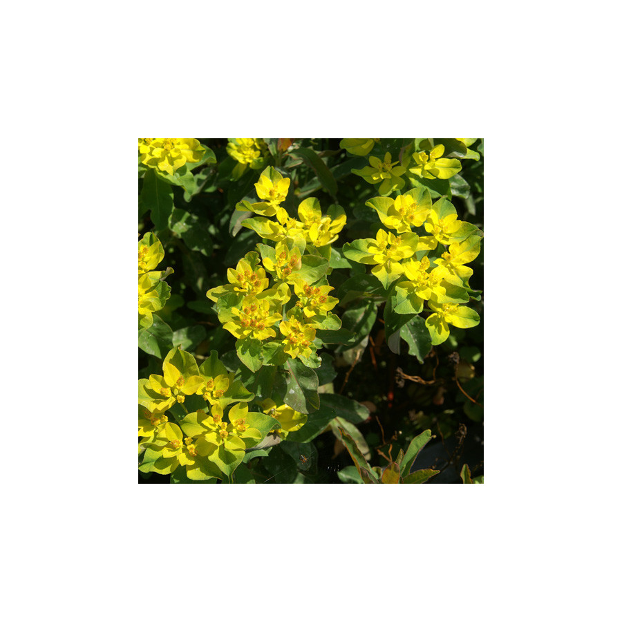 Plantes Vivaces EUPHORBIA polychroma 'Purpurea' - Euphorbe polychrome en vente - Pépinière Lepage .