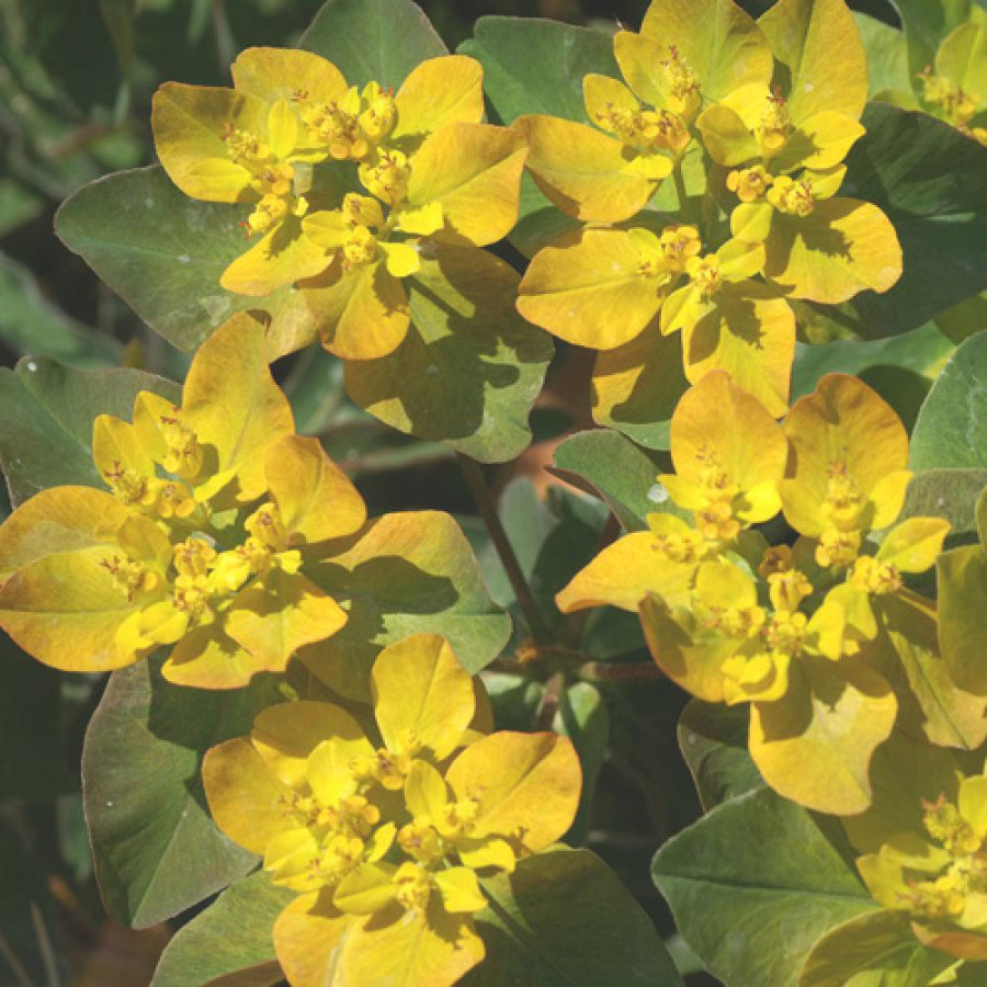 Plantes Vivaces EUPHORBIA polychroma 'Purpurea' - Euphorbe polychrome en vente - Pépinière Lepage .