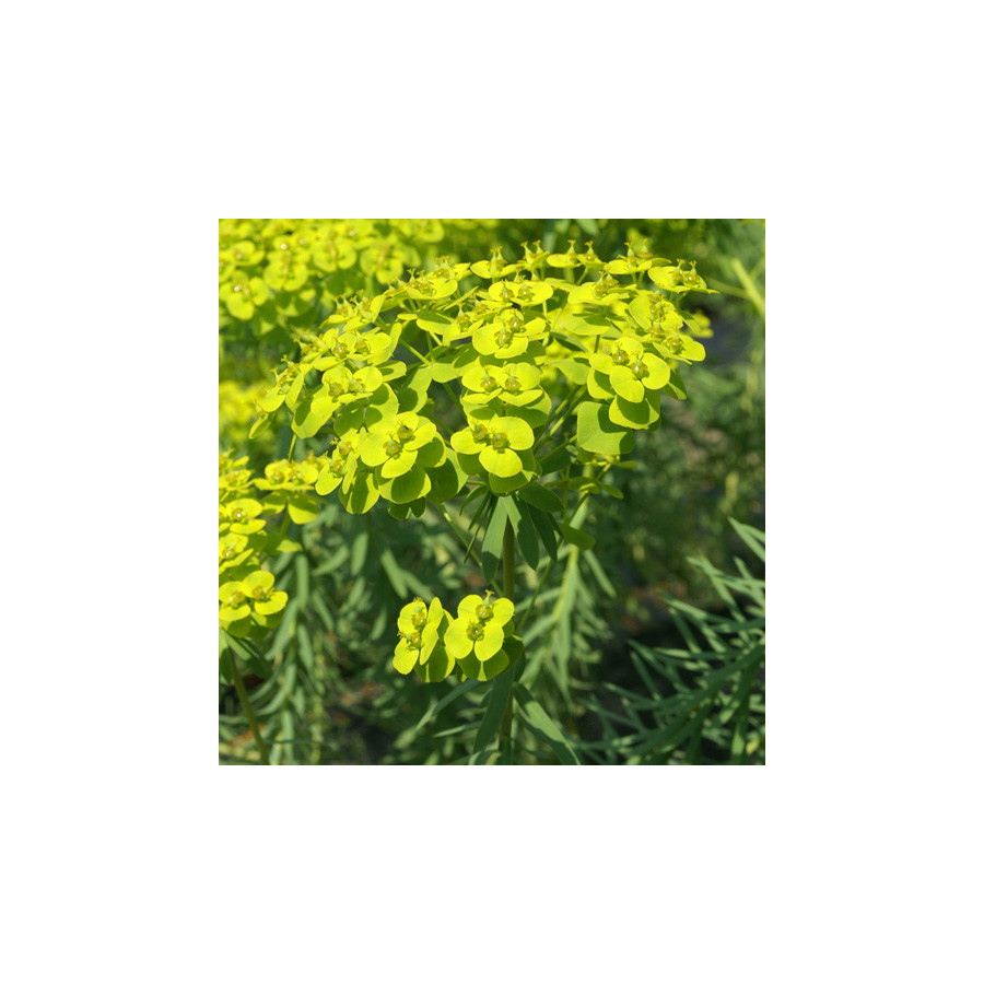 Plantes Vivaces EUPHORBIA seguierana ssp. niciciana - Euphorbe en vente - Pépinière Lepage .