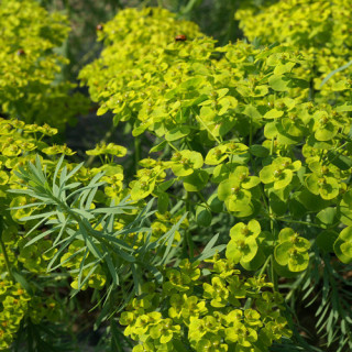 Plantes Vivaces EUPHORBIA seguierana ssp. niciciana - Euphorbe en vente - Pépinière Lepage .