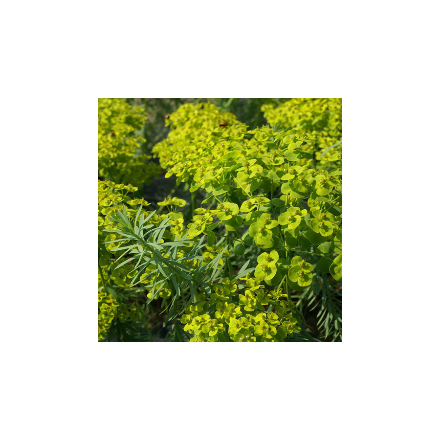 Plantes Vivaces EUPHORBIA seguierana ssp. niciciana - Euphorbe en vente - Pépinière Lepage .