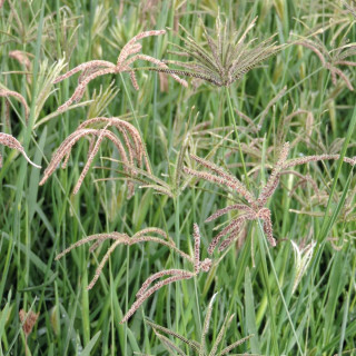 plantes-vivaces-eustachys-distichophylla-chloris-dis-en-vente-pepiniere-lepage-