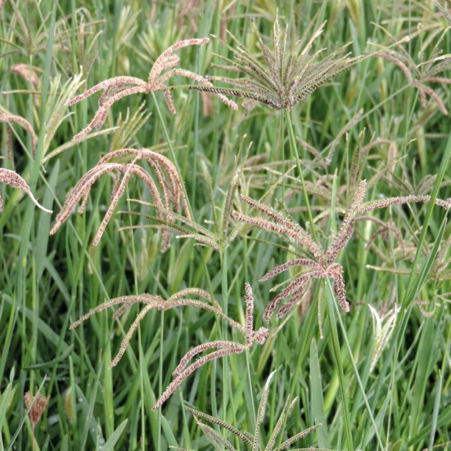 Plantes Vivaces EUSTACHYS distichophylla (Chloris dis.) en vente - Pépinière Lepage .