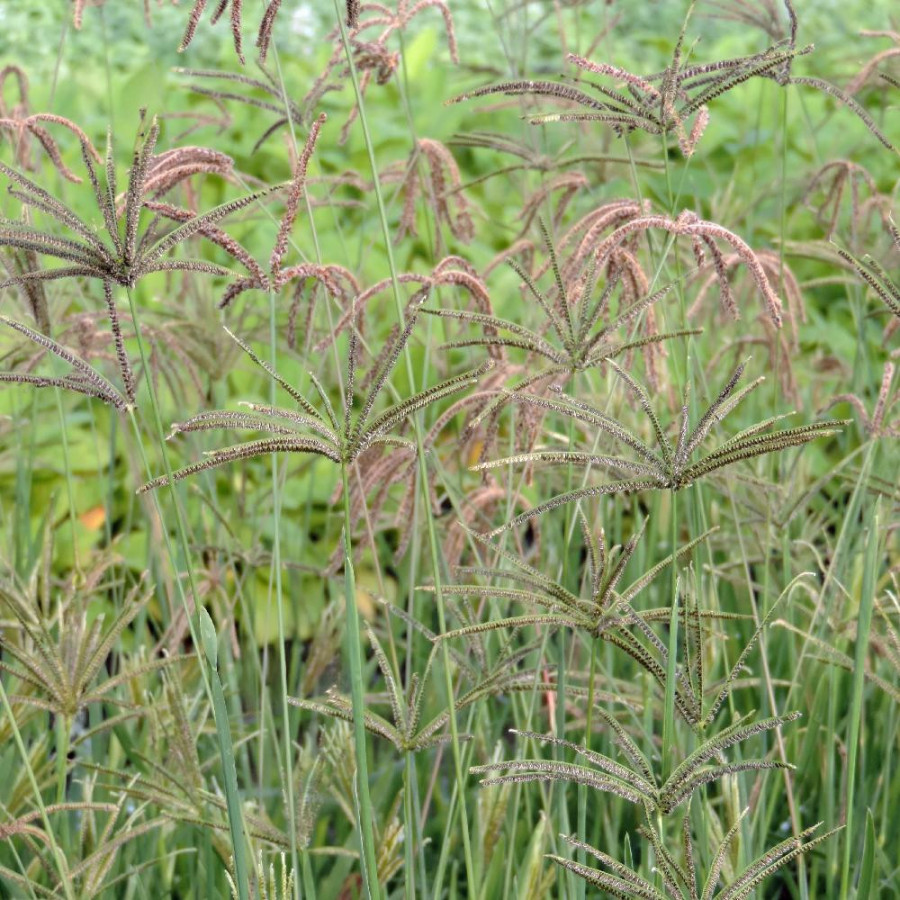 Plantes Vivaces EUSTACHYS distichophylla (Chloris dis.) en vente - Pépinière Lepage .