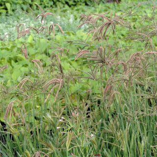 Plantes Vivaces EUSTACHYS distichophylla (Chloris dis.) en vente - Pépinière Lepage .