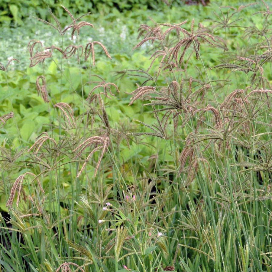Plantes Vivaces EUSTACHYS distichophylla (Chloris dis.) en vente - Pépinière Lepage .