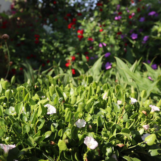 plantes-vivaces-falkia-repens-petites-oreilles-en-vente-pepiniere-lepage-