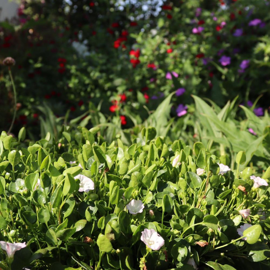 Plantes Vivaces FALKIA repens - Petites oreilles en vente - Pépinière Lepage .