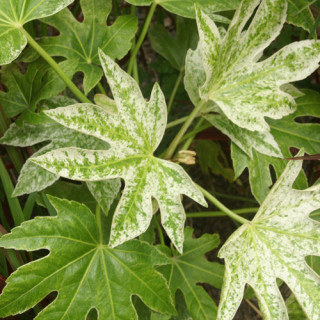 plantes-vivaces-fatsia-japonica-spider-web-faux-aralia-en-vente-pepiniere-lepage-