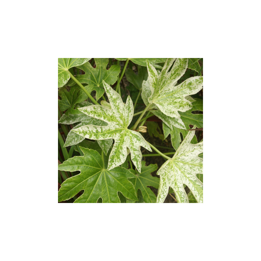 Plantes Vivaces FATSIA japonica 'Spider Web' - Faux Aralia en vente - Pépinière Lepage .